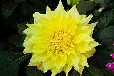 GOG喜加一：《第一圣殿骑士》特别版免费领取